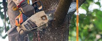 Best Lawn Irrigation Installation and Maintenance  in Gruver, TX