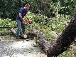  Gruver, TX Tree Services Pros