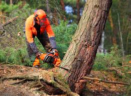 Best Lawn Maintenance Plans  in Gruver, TX