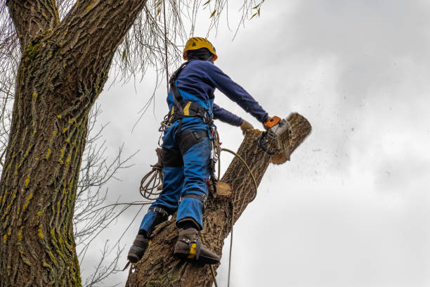 How Our Tree Care Process Works  in  Gruver, TX