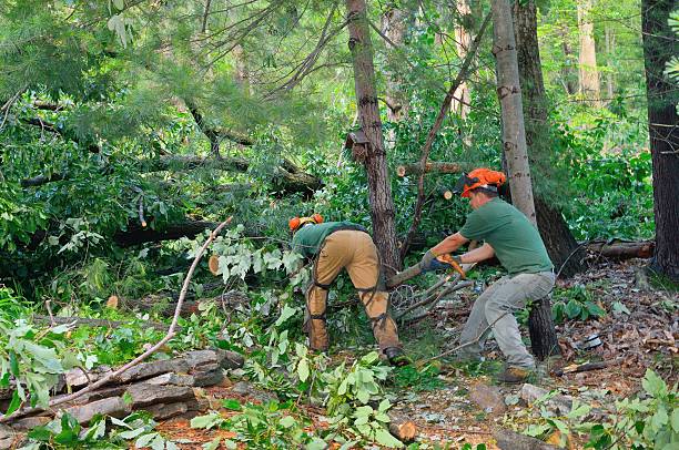 Reliable Gruver, TX Tree Services Solutions