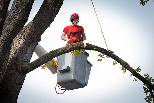 Best Emergency Tree Removal  in Gruver, TX